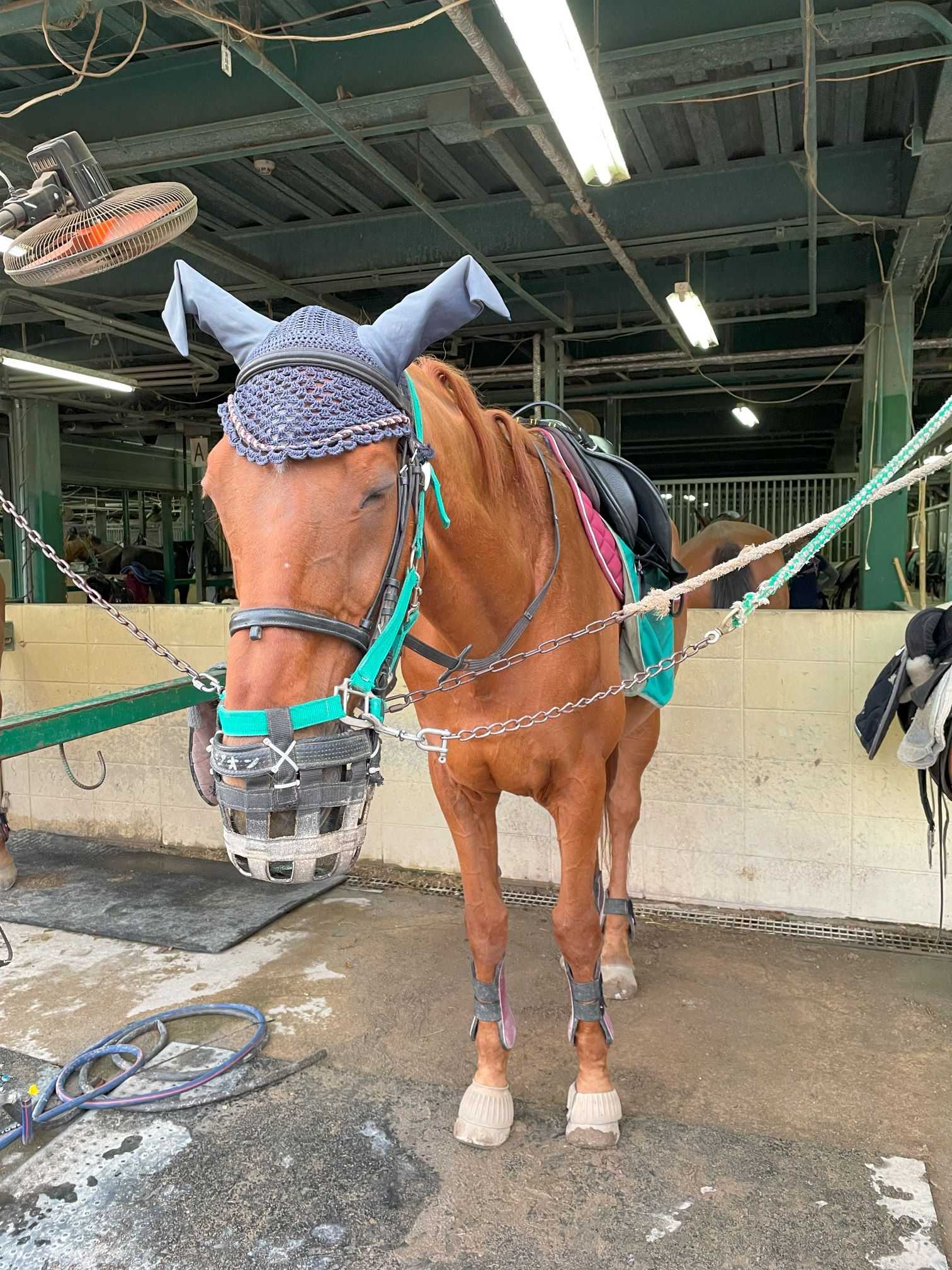 ハルジオン